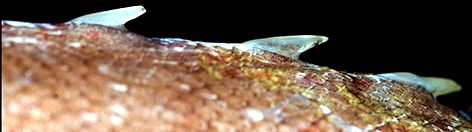 Notacanthus chemnitzii_05.jpg